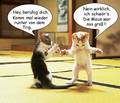 Was zum Lachen........ 9705009