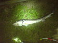 Nachtfischen Lazi 5.-6. Sept. 2008  44740943