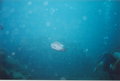 Unterwasseraufnahmen 18194545