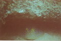 Unterwasseraufnahmen 18194546