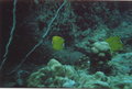 Unterwasseraufnahmen 18194554