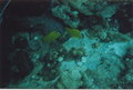 Unterwasseraufnahmen 18194557