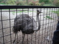 Tierpark Schmiding 29770801