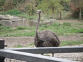 Tierpark Schmiding 29770803