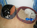 my dogs and my lovley cat 35468881