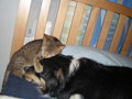 my dogs and my lovley cat 35468890