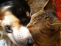 my dogs and my lovley cat 37455592