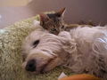 my dogs and my lovley cat 37456039