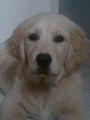 My DOG Chessy 65452366
