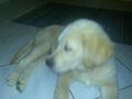 My DOG Chessy 65452383