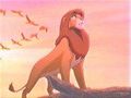 Lion King ! 54797038