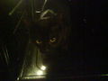 mein gleiner Frechi  52916754