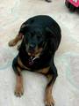 Rottweiler 9662902