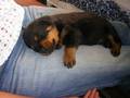 Rottweiler 9663096