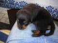 Rottweiler 9663103