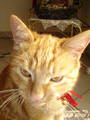 Meine Katze!!!!!!!!!!!!!!! 8068719