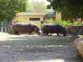 Schönbrunn 30113198