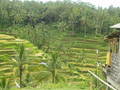 Bali Urlaub Silvester 04/05 4212393