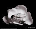 Anne Geddes 21214906