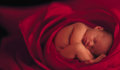 Anne Geddes 21214912