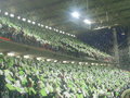 Rapid Wien 20787562