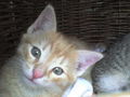 my sweet cats 40886431