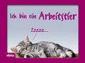 Katzen :) 12145860