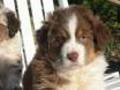 Australian Shepherds und goldenretrivers 8357539