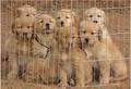 Australian Shepherds und goldenretrivers 8448173