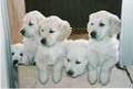 Australian Shepherds und goldenretrivers 8448187