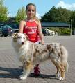 Australian Shepherds und goldenretrivers 8614520