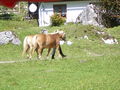 Auf der Alm 36194561