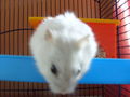 Mein süßes Hamster 67349972