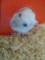 Mein süßes Hamster 67350124