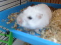 Mein süßes Hamster 67350194