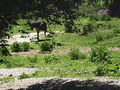 Unterwegs im Schmidinger Zoo 60897687