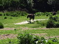 Unterwegs im Schmidinger Zoo 60897690