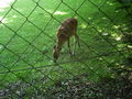 Unterwegs im Schmidinger Zoo 60897712