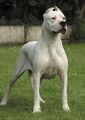 Dogo Argentino... des wird mei hund..!!! 67494227