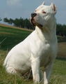 Dogo Argentino... des wird mei hund..!!! 67494228