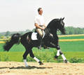 Pferde 7503376
