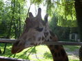 Tiergarten Wels 06.2008 40190701