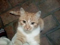 mikey my cat :) 30975129