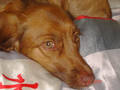 Mein Hund Honey 4468060