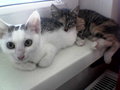 Unsere Katzenkinder und Mädi 11020628