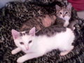 Unsere Katzenkinder und Mädi 11020629