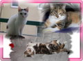 Unsere Katzenkinder und Mädi 33914334