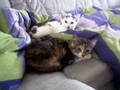Unsere Katzenkinder und Mädi 9499502