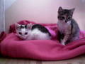 Unsere Katzenkinder und Mädi 9499873