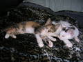 Unsere Katzenkinder und Mädi 9553016